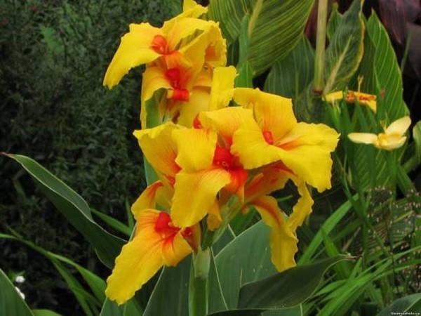 Канны