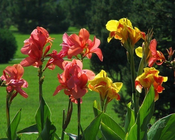 Канны