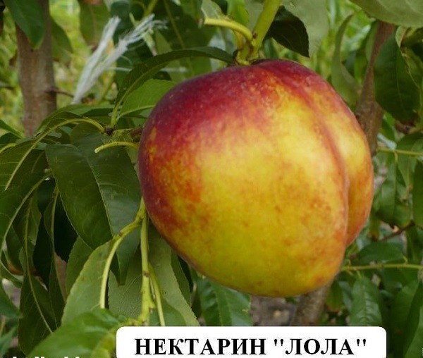 Сорта нектаринов