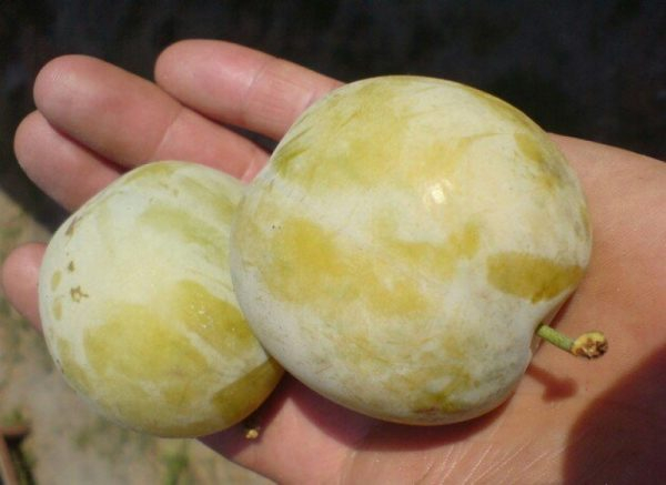Сорта сливы