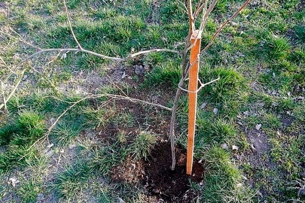 Способы размножения алычи
