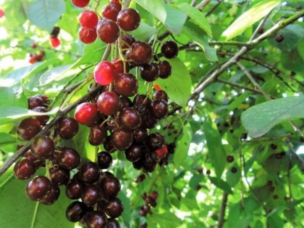 Церападус и падоцерус &ndash; вишня скрещенная с черемухой и наоборот