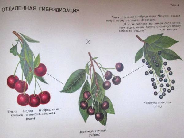 Церападус и падоцерус &ndash; вишня скрещенная с черемухой и наоборот