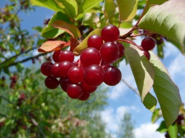 Церападус и падоцерус &ndash; вишня скрещенная с черемухой и наоборот