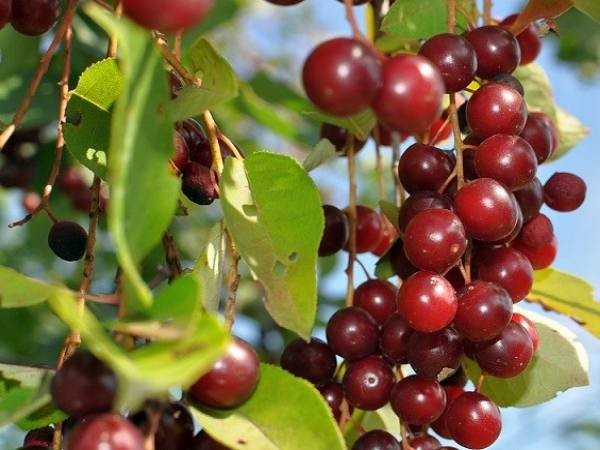 Церападус и падоцерус &ndash; вишня скрещенная с черемухой и наоборот