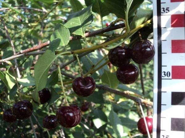 Церападус и падоцерус &ndash; вишня скрещенная с черемухой и наоборот