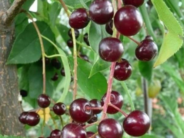 Церападус и падоцерус &ndash; вишня скрещенная с черемухой и наоборот