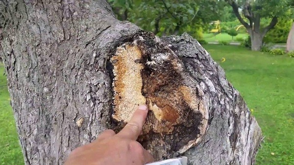 Чёрный рак у яблони