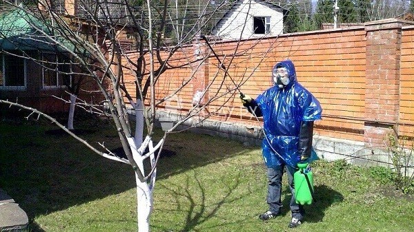 Чёрный рак у яблони