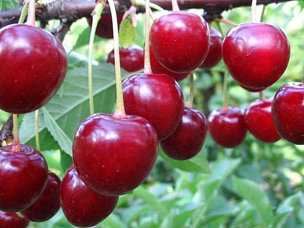 Харитоновская вишня