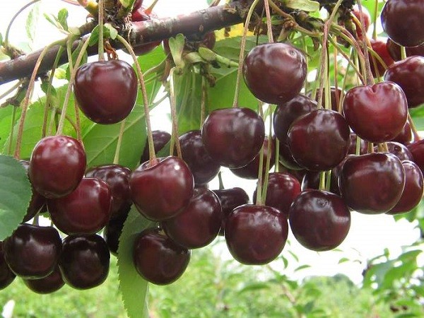 Харитоновская вишня