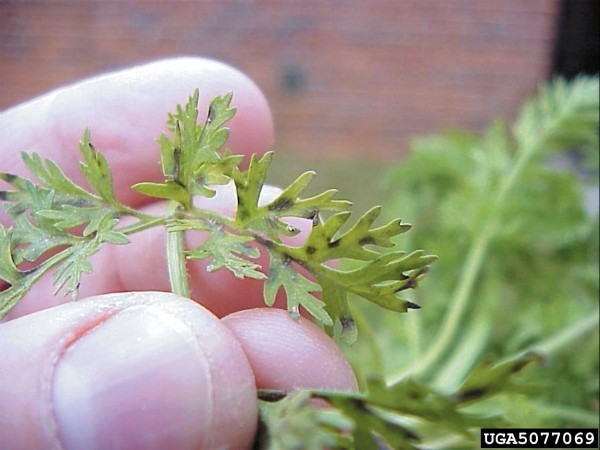 Распространенные вредители и болезни моркови Распространенные вредители и болезни моркови