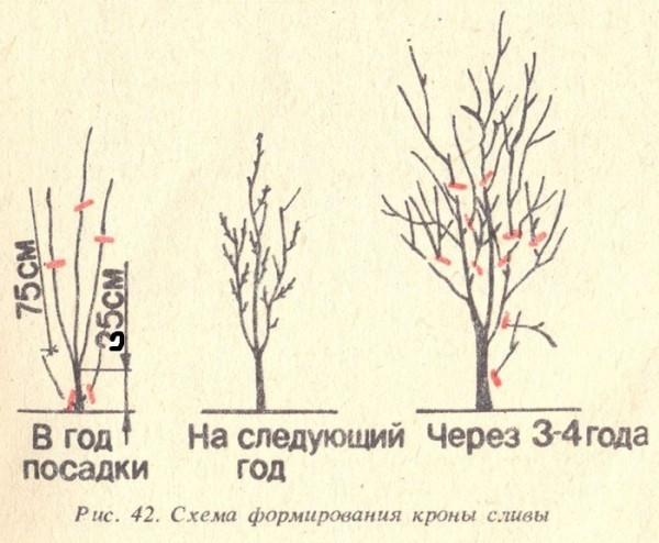 Схемы обрезки алычи