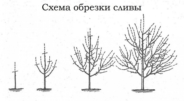 Схемы обрезки сливы осенью