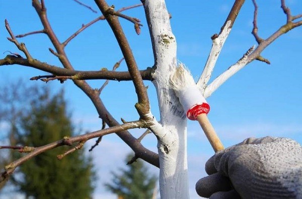 Уход за сливой осенью