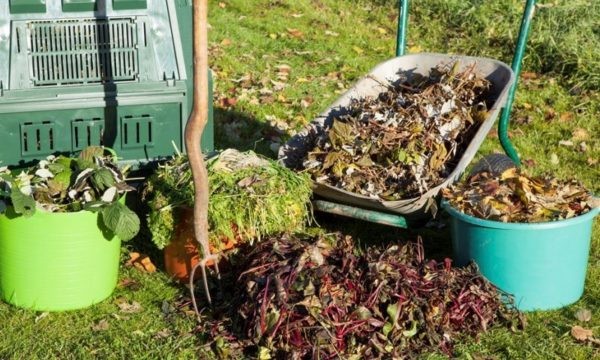 Уход за сливой осенью